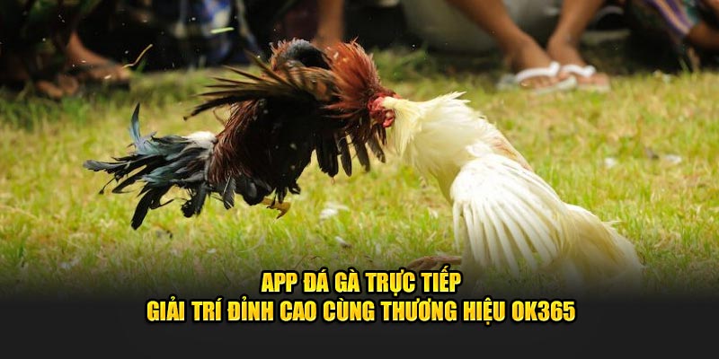 app-da-ga-truc-tiep-giai-tri-dinh-cao-cung-thuong-hieu-ok365