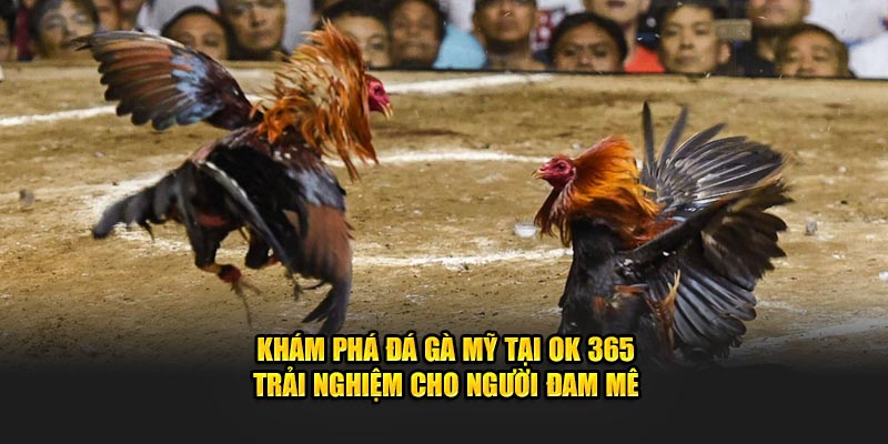 kham-pha-da-ga-my-tai-ok-365-trai-nghiem-cho-nguoi-dam-me