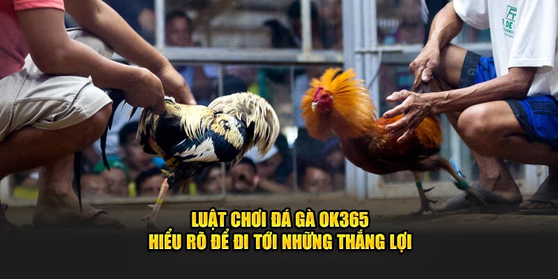 luat-choi-da-ga-ok365-hieu-ro-de-di-toi-nhung-thang-loi-