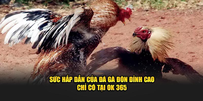 suc-hap-dan-cua-da-ga-don-dinh-cao-chi-co-tai-ok-365