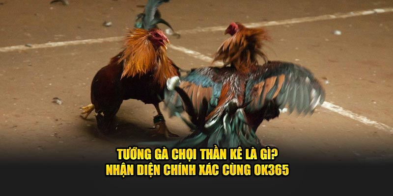 tuong-ga-choi-than-ke-la-gi-nhan-dien-chinh-xac-cung-ok365